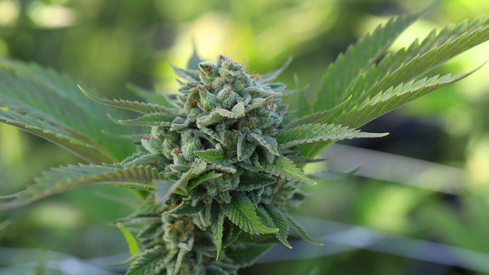 Medical Marijuana